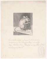 KT 2009 028-446
<br/>
Witte muis met vergroeide tanden
<br/>
<em>Trigt, Stephanus Hendrik Willem van (1790-1840)</em>